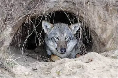 Mode de vie : Comment s'appelle l'habitat du loup ?