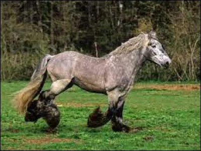 Espèce : Laquelle de ces espèces de chevaux n'existe pas ?