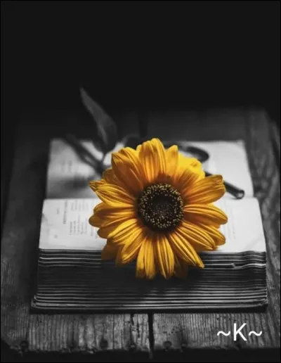 Dans le roman de Noëlle Châtelet de quelles fleurs est accompagnée "La Petite..." ?