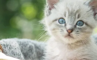 Quiz Animaux