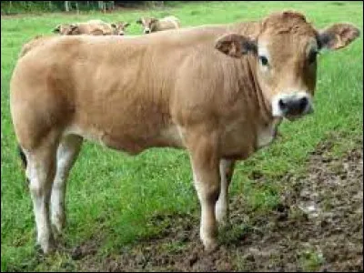 Caractéristique : Comment appelle-t-on une vache qui n'a pas encore vélé ?