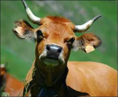 Caractéristique : Quelle est l'espérance de vie d'une vache à l'état sauvage ?