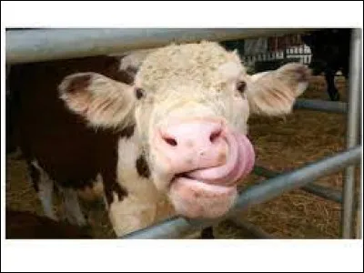 Caractéristique : Combien d'estomacs possède la vache ?