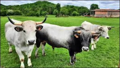 Culture : Lequel de ces personnages Disney n'est pas une vache ?