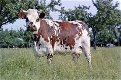 Caractéristique : Jusqu'à combien de kilos d'herbe peut manger une vache par jour ?