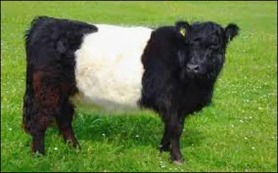 Caractéristique : Quelle est la durée de gestation de la vache ?