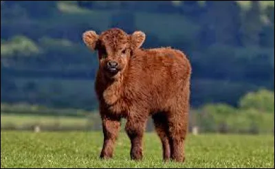 Espèce : Laquelle de ces espèces de vaches n'existe pas ?