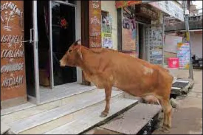 Géographie : Dans quel pays les vaches sont-elle vénérées ?