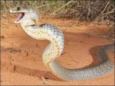 Caractéristique : Laquelle de ces parties du corps, le serpent ne possède-t-il pas ?