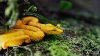 Histoire : Quel personnage historique se serait suicidé en se laissant mordre par un serpent venimeux ?