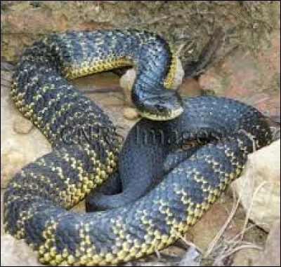 Caractéristique : Le serpent est un animal apode. Qu'est-ce-que cela signifie ?