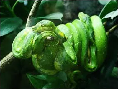 Caractéristique : Comment appelle-t-on le changement de peau du serpent ?