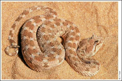 Culture : Comment s'appelle la créature mythologique qui est représentée avec des serpents sur la tête ?