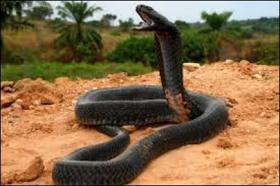 Étymologie : Que signifie le verbe "serpère" dont est issu le mot serpent ?