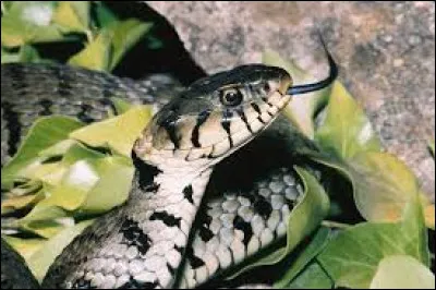 Géographie : Combien d'espèces de serpents vivent en France ?