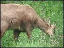 Petit du chamois, quel est cet animal ?