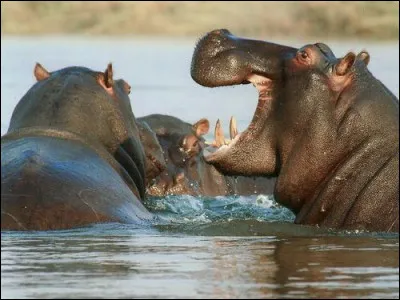 Que ne peut s'empêcher de faire une personne potomane ?
