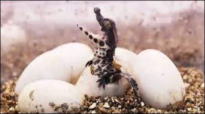 Caractéristique : Combien d'ufs pond une femelle crocodile ?