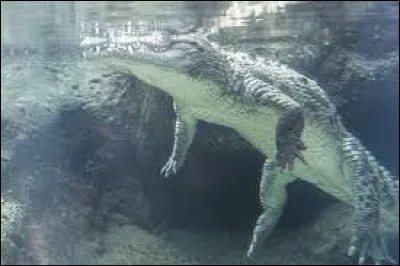 Caractéristique : Combien de temps un crocodile peut-il rester sous l'eau ?