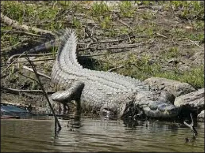 Espèce : Quel crocodile porte le nom d'un fleuve ?