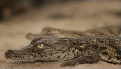 Caractéristique : Qu'est-ce qui détermine le sexe des bébés crocodiles ?