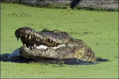Société : Combien les crocodiles causent-ils de morts humaines chaque année ?