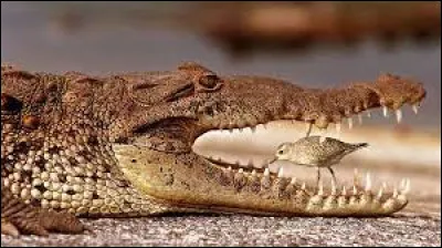 Caractéristique : Quelle vitesse peut atteindre le crocodile ?