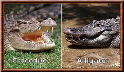 Espèce : Parmi ces propositions, laquelle n'est pas une différence entre l'alligator et le crocodile ?