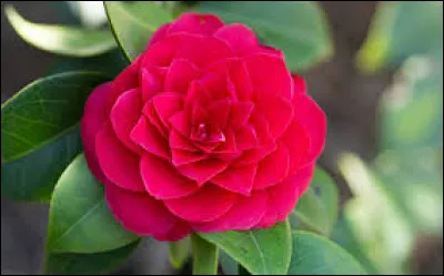 Qui est l'auteur du roman "La Dame aux camélias" ?