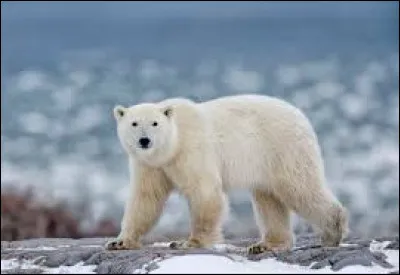 Quelle est la couleur de la peau d'un ours polaire ?