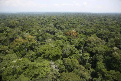 Sur combien d'hectares la forêt du bassin du Congo s'étend-t-elle ?