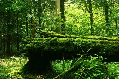 Dans quels pays se situe la plus grande et dernière forêt primaire d'Europe ?