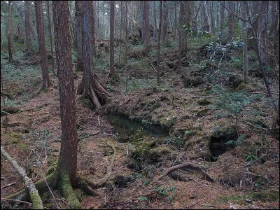 Quelle est la particularité de la forêt d'Aokigahara, au Japon ?