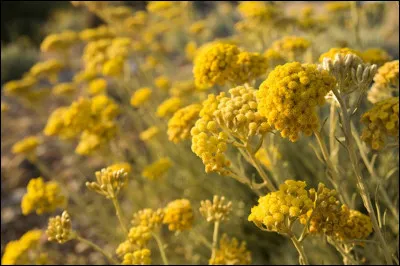 Pour Ben Elton, comment sont les amitiés, en 2004 ?