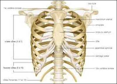 Combien les humains comptent-ils de paires de côtes, généralement ?
