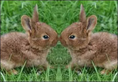 Comment appelle-t-on le petit du lapin ?