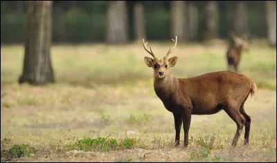 Penses-tu que les hommes arrêteront un jour de chasser les animaux sauvages ?