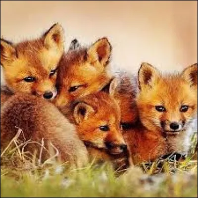 Comment s'appelle le bébé du renard ?