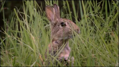 Quel est ton animal préféré ?