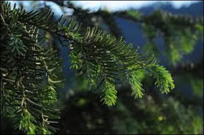Le miel de sapin des Vosges est un miel liquide, d'une couleur foncée nuancée de reflets verts.