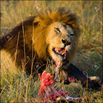 Que mange le lion ?