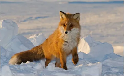 Quel est ton animal préféré ?