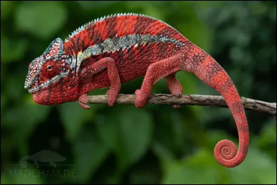 C'est un caméléon...