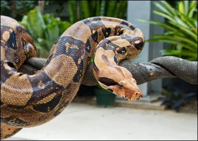 Hum... ça, c'est un serpent. Lequel ?
