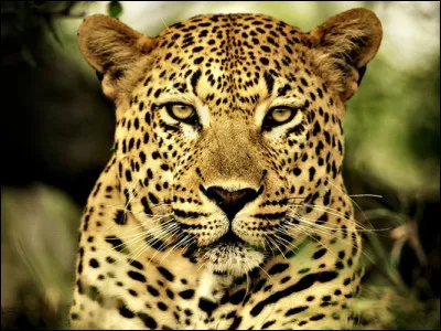 Le dernier peut paraître facile, mais ça dépend des personnes. Alors, c'est...