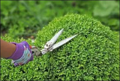 À quoi servent les champignons dans le film "Alice au pays des merveilles" ?