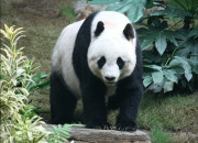 Quiz Le panda