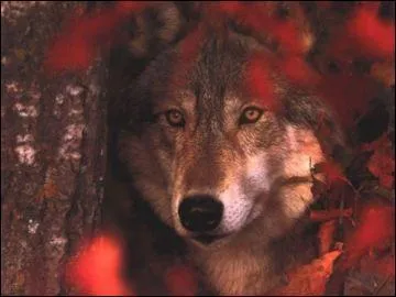 Comment Aro appelle-t-il les loups-garous ?