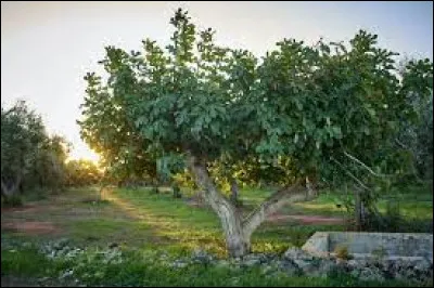 Nous voici en 2006, une année est passée, je fête désormais ma première année ! Tous les matins, avant de partir au travail, mes parents m'emmenaient à la crèche. Un arbre présent dans la cour de récréation avait attiré mon attention car il était le plus haut de tous. De quel arbre s'agissait-il (voir photo) ?
