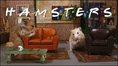 Ces hamsters ont tenté de reproduire une série. Laquelle ?